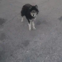 سگ هاسگی مالاموت