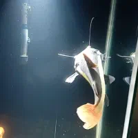 ماهی آکواریومی|ماهی|لاهیجان, کوی آزادگان|دیوار