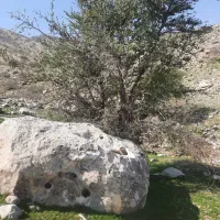 مسافر دهدشت به بهبهان و گچساران همه روزه