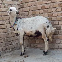 گوسفند بره قوچ