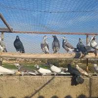 بوم کبوتر تهرونی برای گرو|پرنده|اصفهان, طاحونه|دیوار
