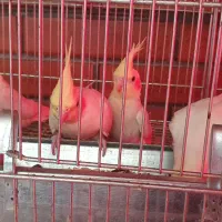 عروس هلندی بالغ|پرنده|شاهین‌شهر, عطار|دیوار