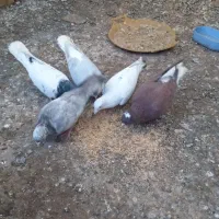 کفتر رنگی پرشی|پرنده|مشهد, کوشش|دیوار