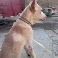 دو توله سگ سراب افغان