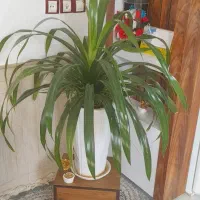 گل پاندانوس