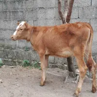 سه راس گوساله ماده لیشه گاو گوساله