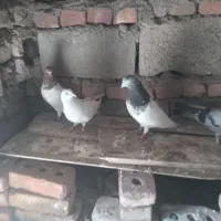 سلام دوستان ۴تا کبوتر قیمت هم مقطوع