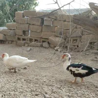 اردک روسی معاوضه دارم|حیوانات مزرعه|میناب, |دیوار