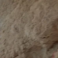 سبوس برنج تازه.نرم