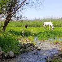 اسب|اسب و تجهیزات اسب‌سواری|نورآباد ممسنی, |دیوار