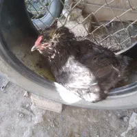 مرغ کرپ ، چهل تاج ، جوان ، قیمت مقطوع