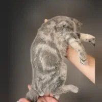 گربه گمشده|حیوانات|تهران, مشیریه|دیوار