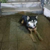 سگ هاسکی لوس و کاملا حرف گوش کن|سگ|رودهن, |دیوار