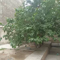 آپارتمان ۹۰ متری دو خواب میدان محمدیه|اجارهٔ آپارتمان|تهران, مولوی|دیوار