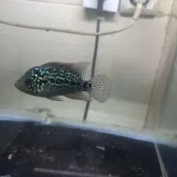 سالن تکثیر و پرورش ماهی زینتی