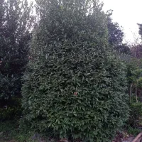 گل برگ بو|گل و گیاه طبیعی|چابکسر, |دیوار