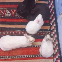 خرگوش|موش و خرگوش|سربیشه, |دیوار