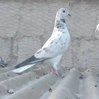 کفتر