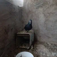 نروماده پلنگ