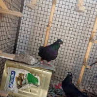 جفت زاغ بمی