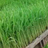 تیم نشاء(طارم)جعبه ای(دستگاهی)