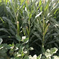 علوفه|حیوانات مزرعه|فرح دشت, |دیوار