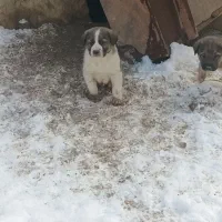 توله سگ سرابی