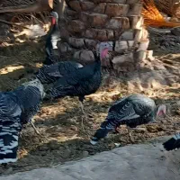 8 عدد بوقلمو|حیوانات مزرعه|بم, |دیوار