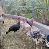 تعدادی بوقلمون نر و ماده