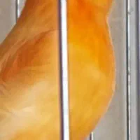 قناری رنگی|پرنده|شهرکرد, |دیوار