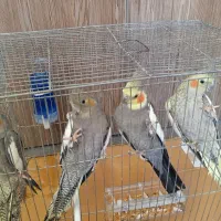 4عدد عروس هلندی دستی