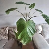 گل با با آدم|گل و گیاه طبیعی|ارومیه, |دیوار