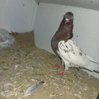 کبوتر کله ای