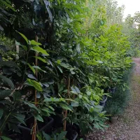 آواکادو پیوندی|گل و گیاه طبیعی|ساری, |دیوار