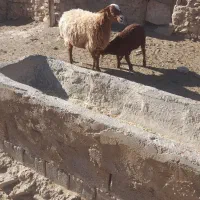 میش زایده|حیوانات مزرعه|تربت جام, جلگه موسی آباد|دیوار