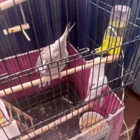 عروس هلندی|پرنده|مشهد, فارغ التحصیلان|دیوار