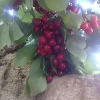 نهال پسته|خدمات باغبانی و درختکاری|تبریز, |دیوار