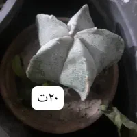 گلهای زیبا|گل و گیاه طبیعی|ارومیه, |دیوار