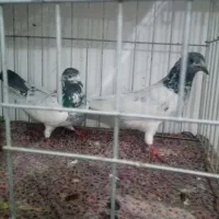 چند جفت کفتر ناب|پرنده|پارس‌آباد, |دیوار