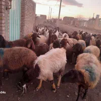 میش بره دار