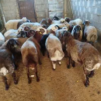 کاور ‌و میش و شک و بره کشت