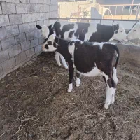 دوعدد تلیسه نژاد دار قیمت دونه ای ۵۳