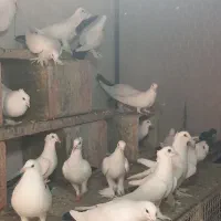 ۲۵تا دمسیاه دم قهوه ای کلاهی ساده