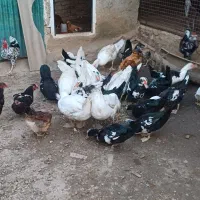 فروش اردک خارجی و غاز اوکراینی مرغ و خروس
