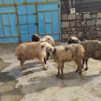 میش|حیوانات مزرعه|مسجد سلیمان, |دیوار