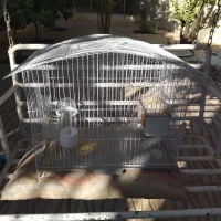 فروش 2عدد قفس قناری با مرغ عشقی نو