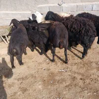 فروشی ۶عدد میش قره قزل گوسفند