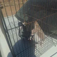 کبوتر کرواتی نر و ماده