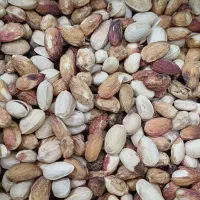 محصول امسال