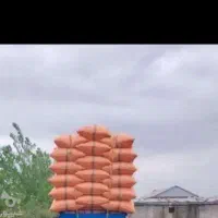 کاه گندم وجو